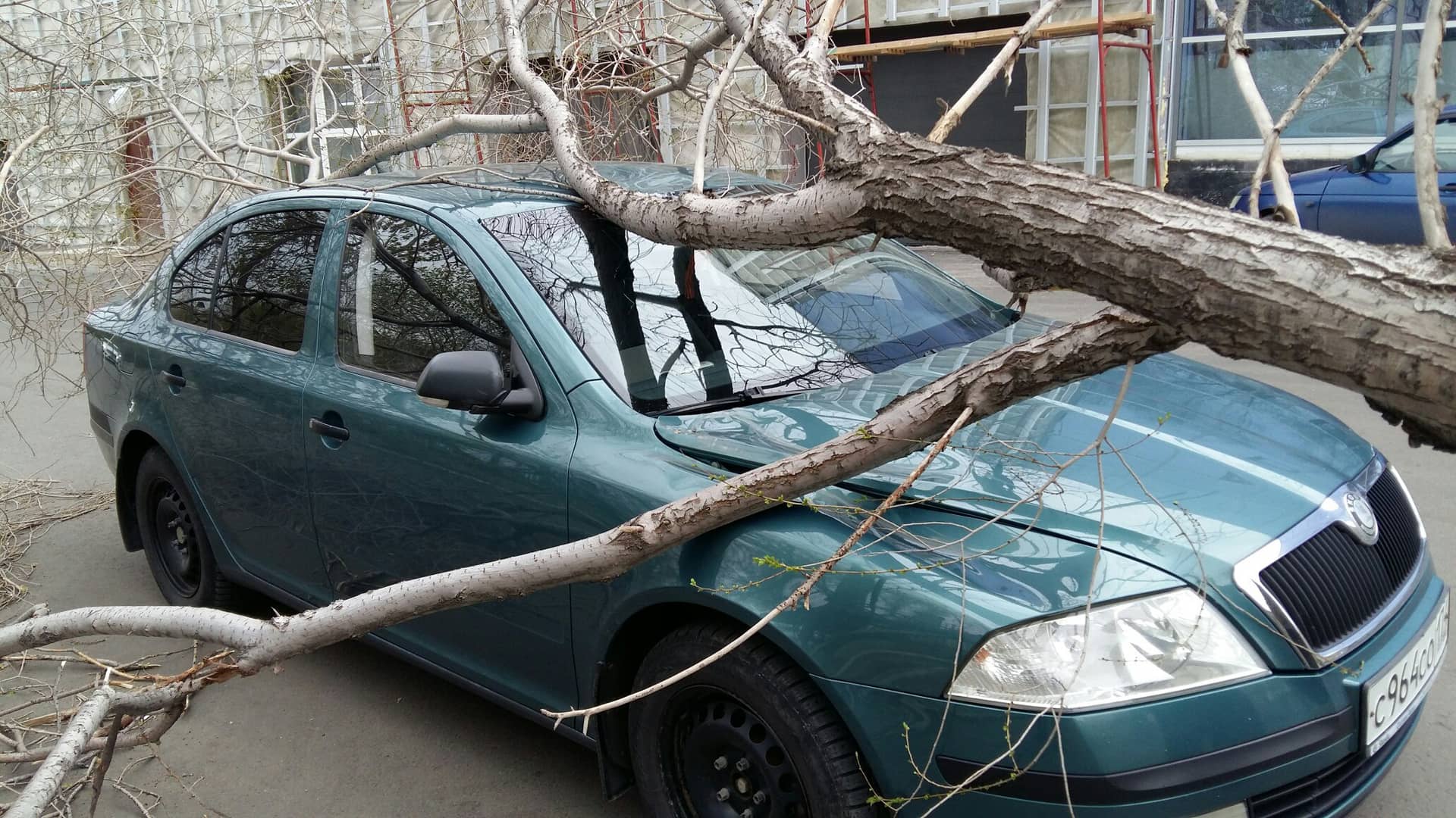 Дерево повредило автомобили