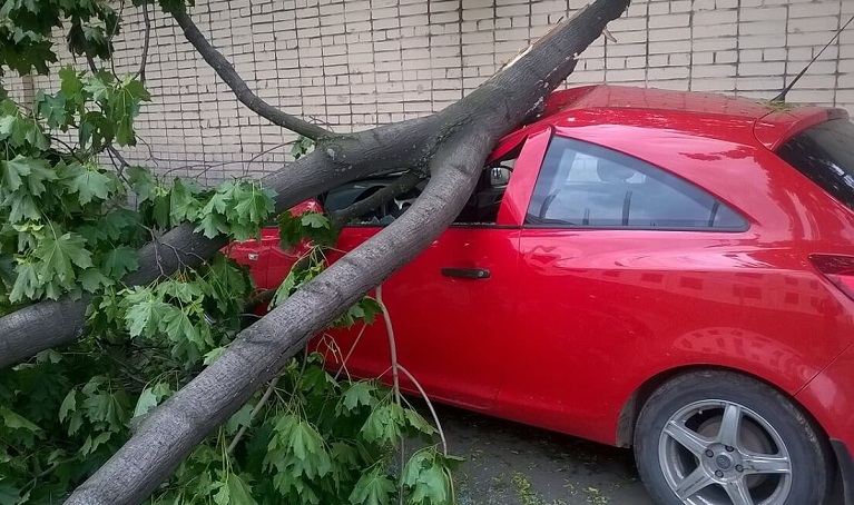 <p>Упало дерево на мой автомобиль</p>